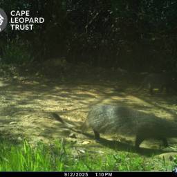 Large grey mongoose